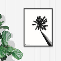 Balboa Park Palm Print