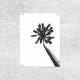 Balboa Park Palm Print